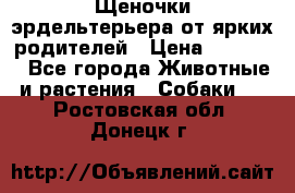 Щеночки эрдельтерьера от ярких родителей › Цена ­ 25 000 - Все города Животные и растения » Собаки   . Ростовская обл.,Донецк г.